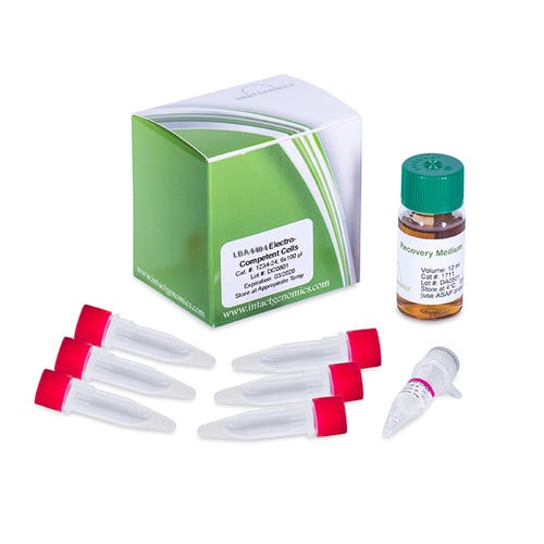 AGL1 ElectroCompetent Agrobacterium