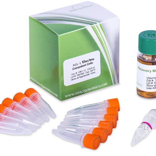 GV3101 ElectroCompetent Agrobacterium